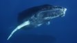 Humpback whale
