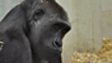 Western lowland gorilla 