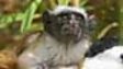 Dominic Wormell on hand-rearing baby Tamarin monkeys
