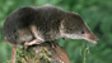 Wildlife Finder