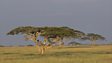 Tropical grassland
