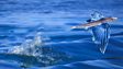 Flying fish