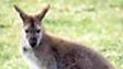 WALLABY ON THE LOOSE :: GEORGE TROUGHTON