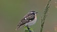 Autumn bird migration news: A week on Fair Isle