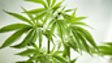 CANNABIS