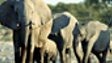 BBC Nature: African elephants