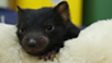 Tasmanian devil