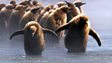 BBC Nature: Penguins 'visit spa' to keep cool in summer