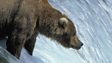 Brown bear