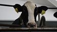 In pictures: The future of UK dairy farming?