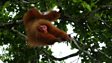 Uakari: leap of faith
