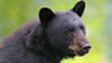 Wildlife finder