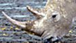 The animals of Last Chance to See