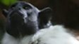Pied tamarin