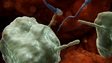 Out of 250 million, how many sperm are likely to survive the epic journey through the Cervix?