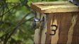 Want to put up a nest box?