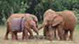 African elephant