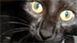 BIG CATS: DI FRANCIS