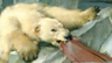 Frozen Planet in paintings