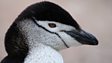Chinstrap penguin
