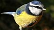 Wildlife Finder