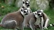 Wildlife Finder