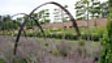 Bangor's Walled Garden