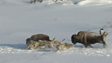 BBC Nature: Epic wolf hunt caught on camera