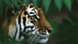 BBC Nature