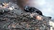 Venezuela pebble toad