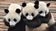 Giant panda