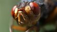 Botfly horror