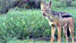 SOUND SCULPTURE :: JACKALS