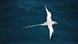 Red-billed tropicbird