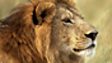 BBC Nature