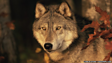 How do you track a wolf pack?