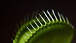 Venus flytrap
