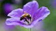 BBC: Gardening