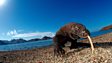 Komodo dragon
