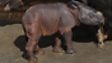 One-horned rhino 