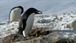 BBC Nature: 'Criminal' penguin caught on film