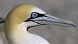 Cape gannet