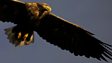 White-tailed sea eagle
