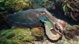 Giant cuttlefish