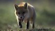 Red fox
