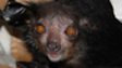 Aye-aye