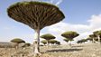 Dragon's blood tree