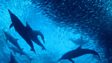 Predators in action