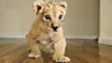 Barbary lion