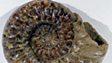 In Our Time: Fossils
